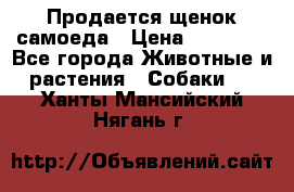 Продается щенок самоеда › Цена ­ 15 000 - Все города Животные и растения » Собаки   . Ханты-Мансийский,Нягань г.